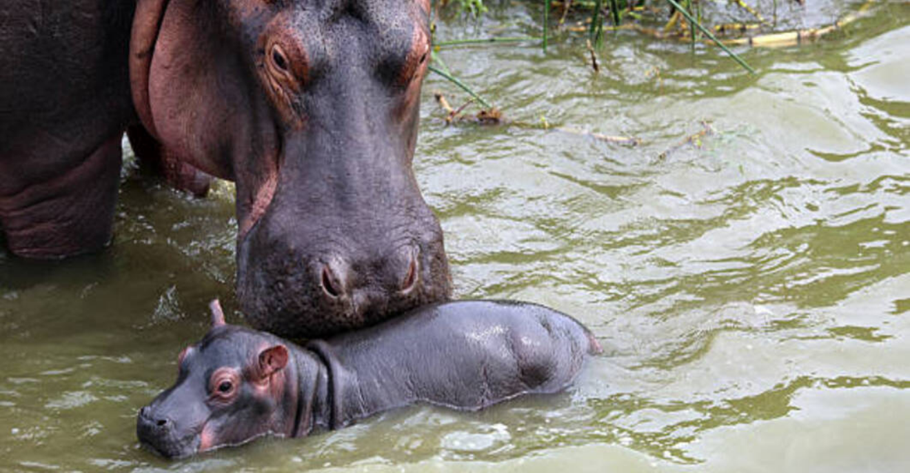 The gentle giants of the water: Discover Kenya’s hippopotamus