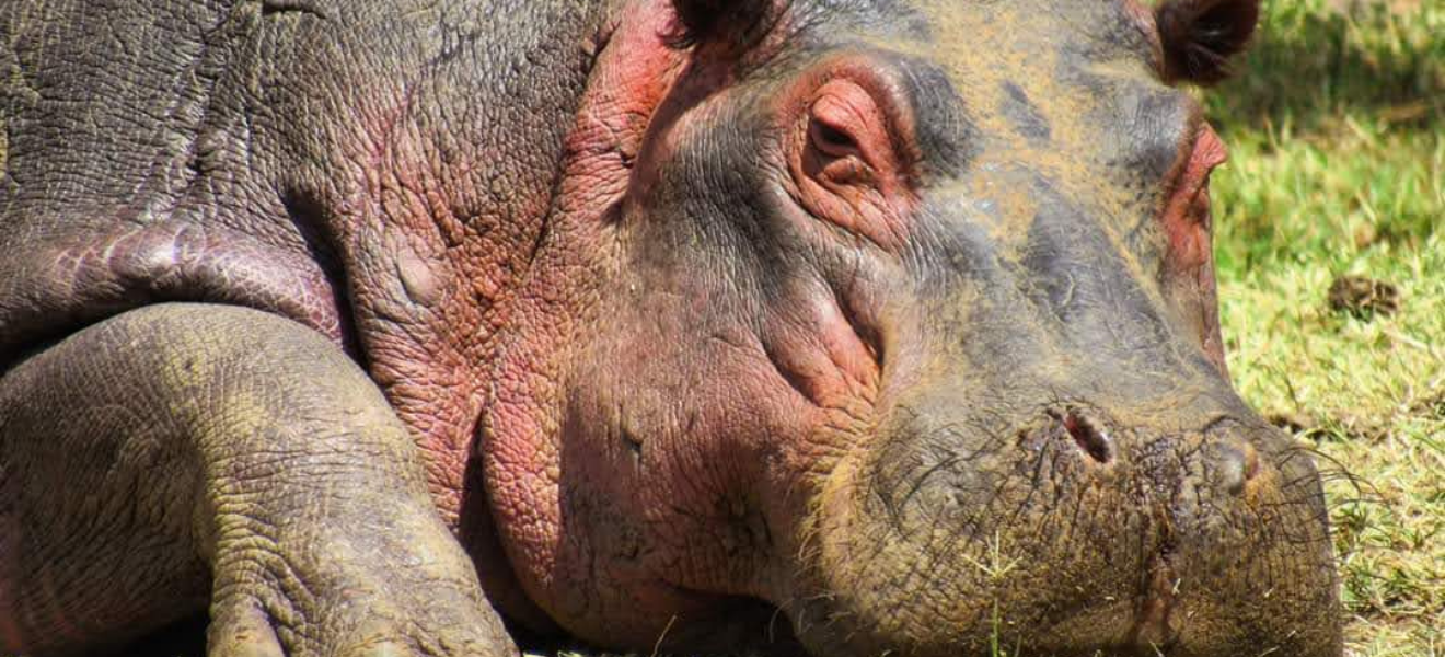 The gentle giants of the water: Discover Kenya’s hippopotamus
