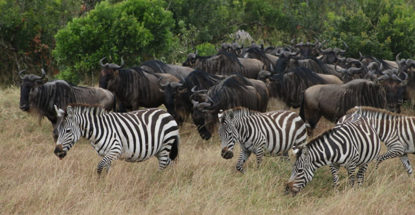 Finding Paradise in the Wild: A Journey Through the Maasai Mara