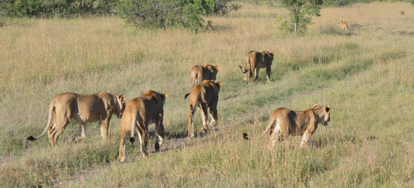Finding Paradise in the Wild: A Journey Through the Maasai Mara