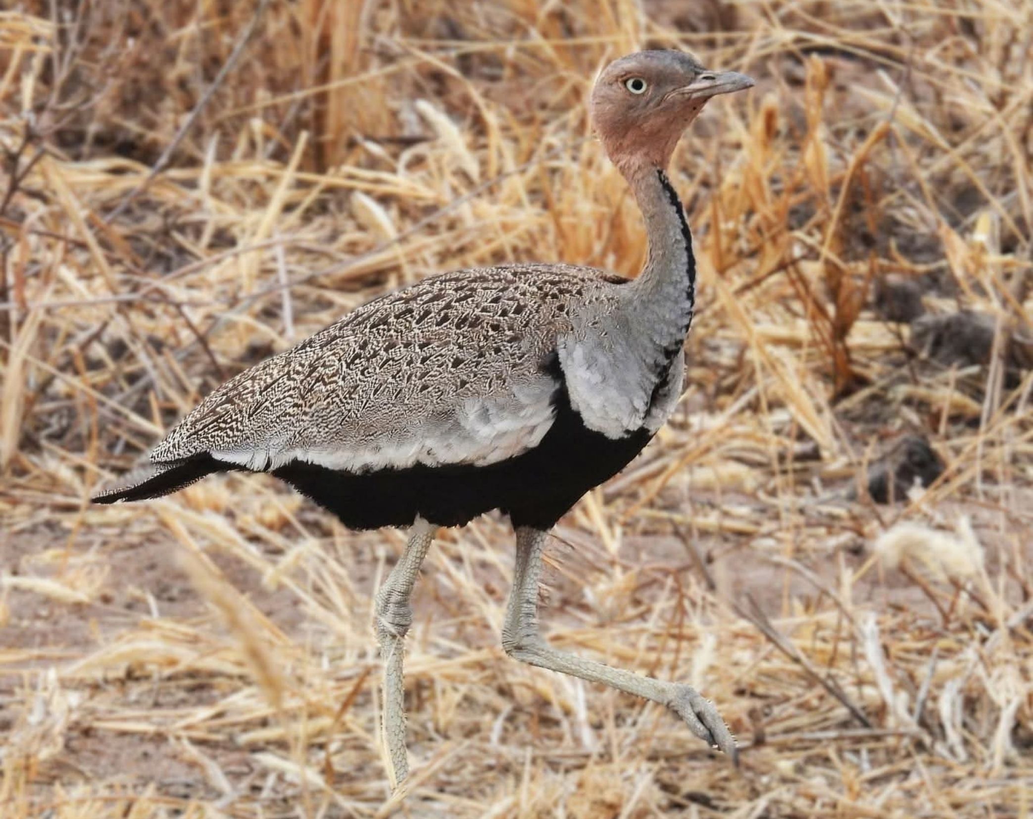 6 Days Central & Eastern Kenya Bird Watching Safari