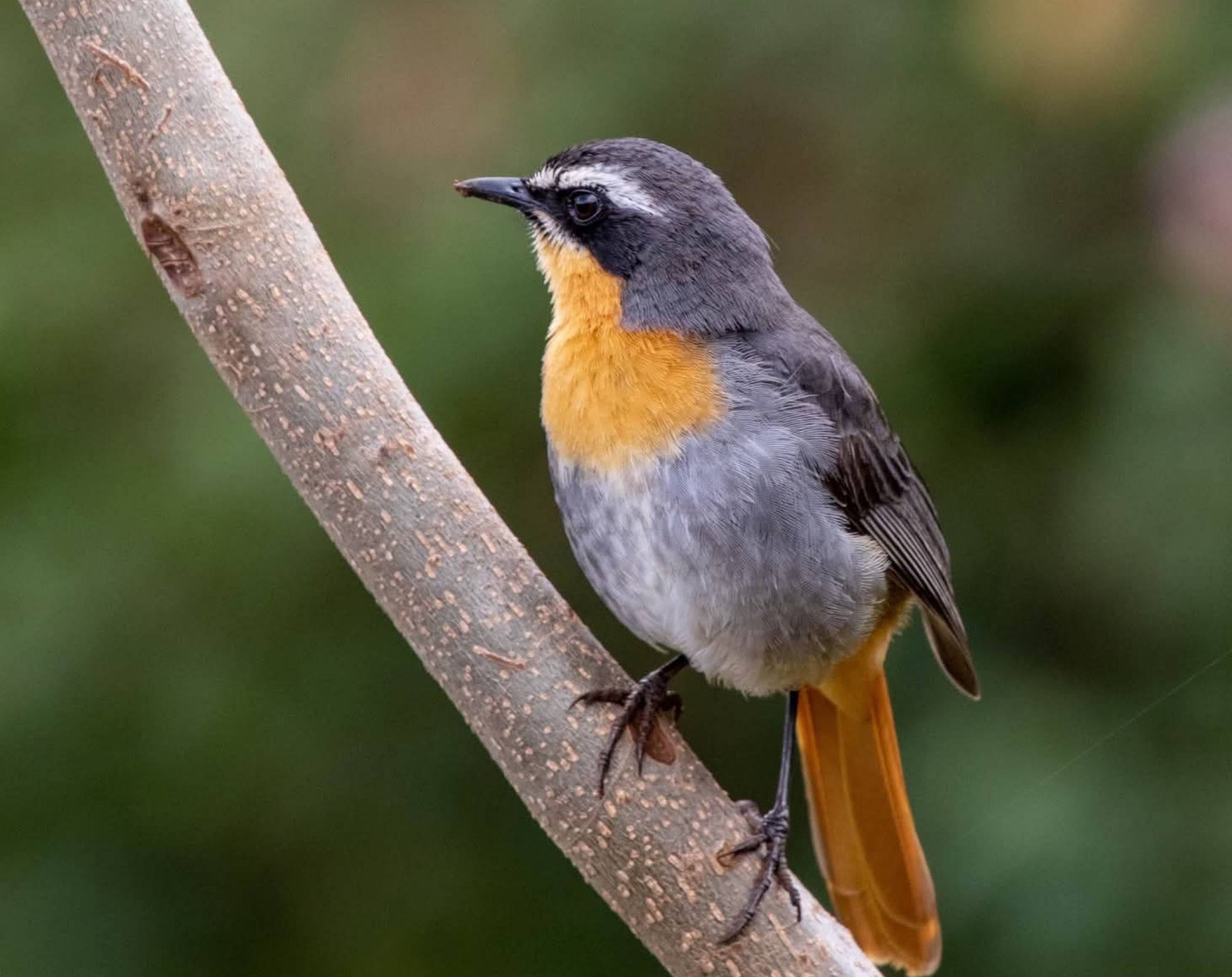6 Days Central & Eastern Kenya Bird Watching Safari