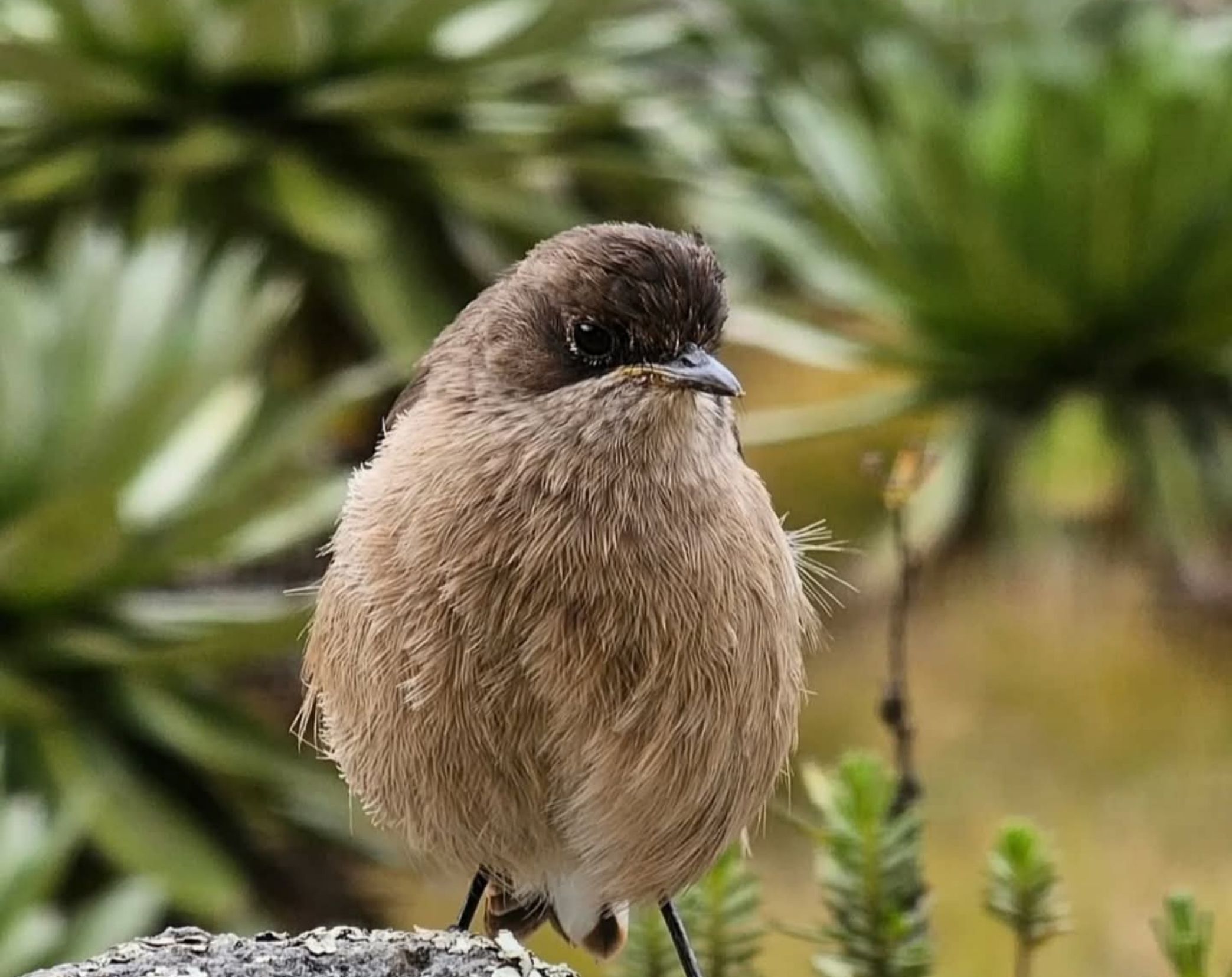 6 Days Central & Eastern Kenya Bird Watching Safari