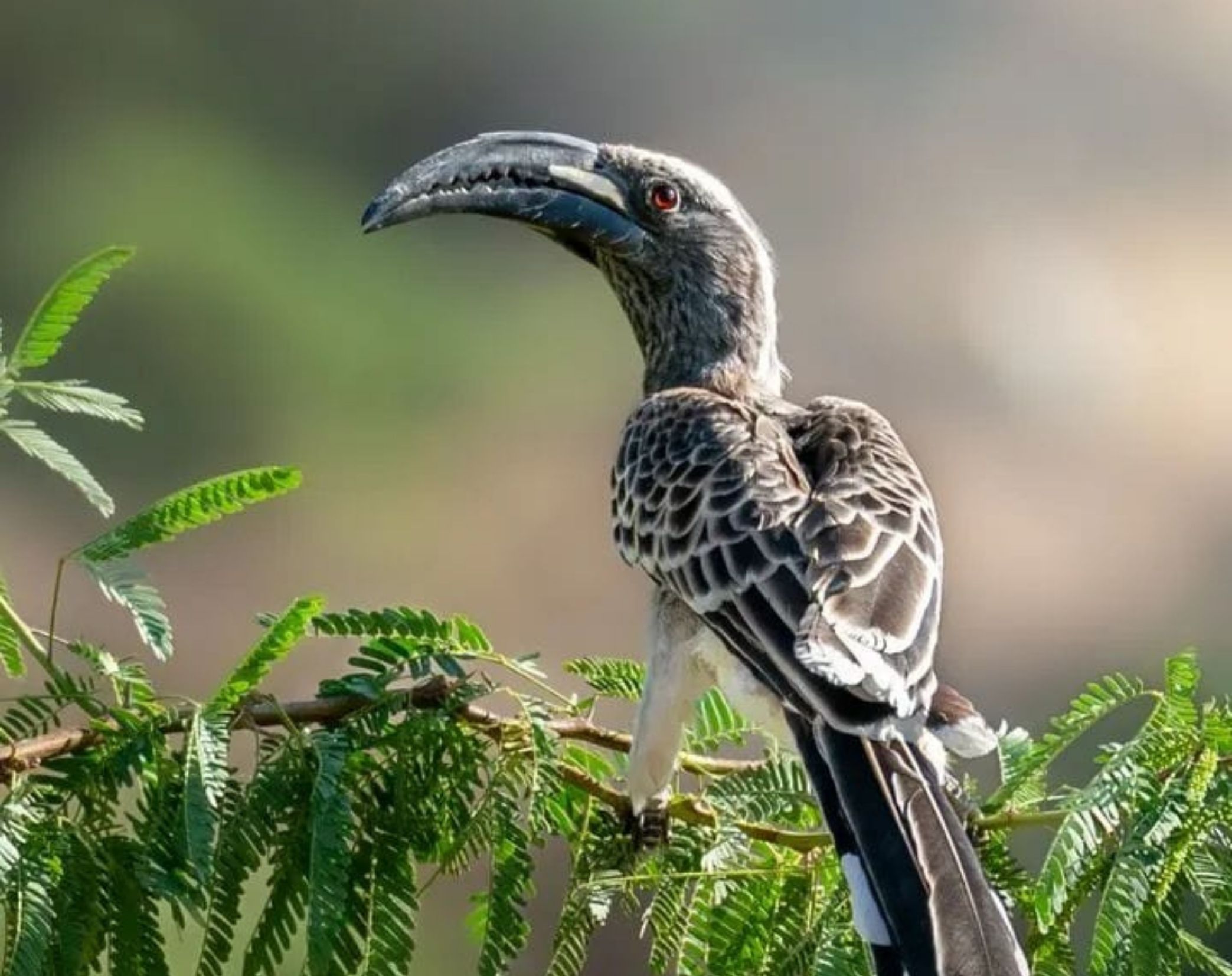 6 Days Central & Eastern Kenya Bird Watching Safari