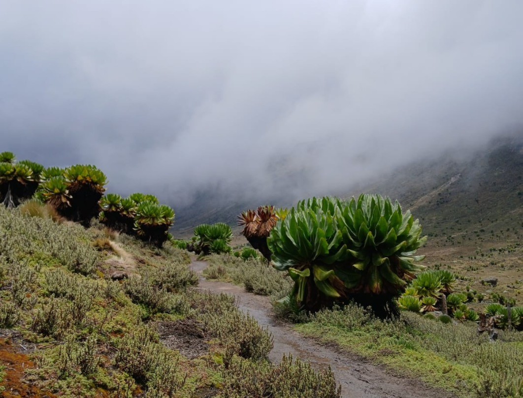 Mount Kenya Chogoria Route