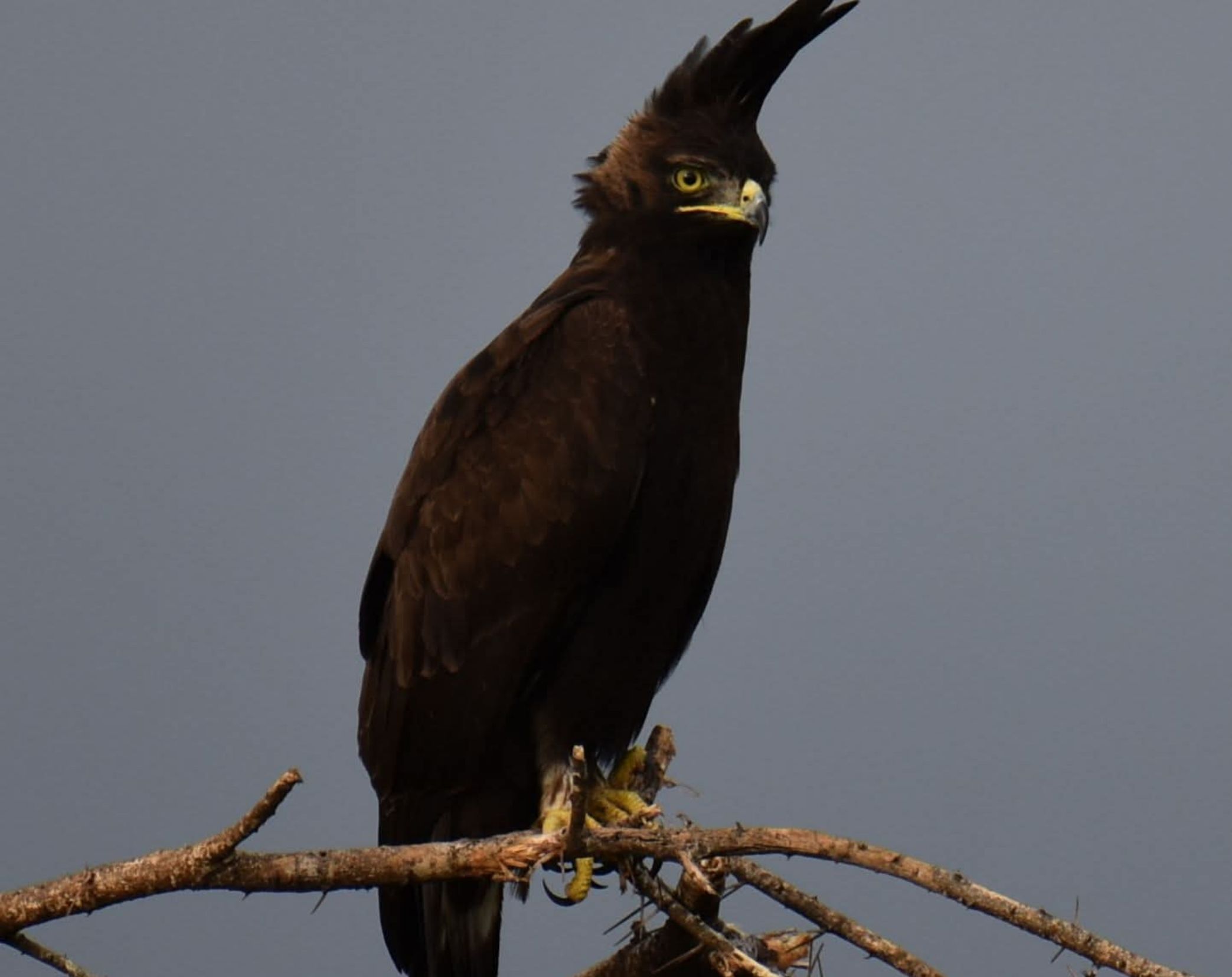 10 Days Exclusive Kenya Birding Safari