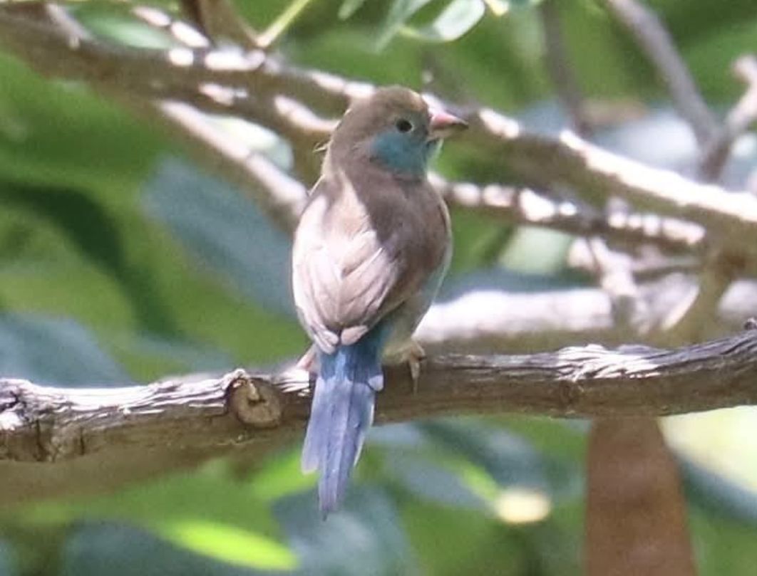 10 Days Exclusive Kenya Birding Safari