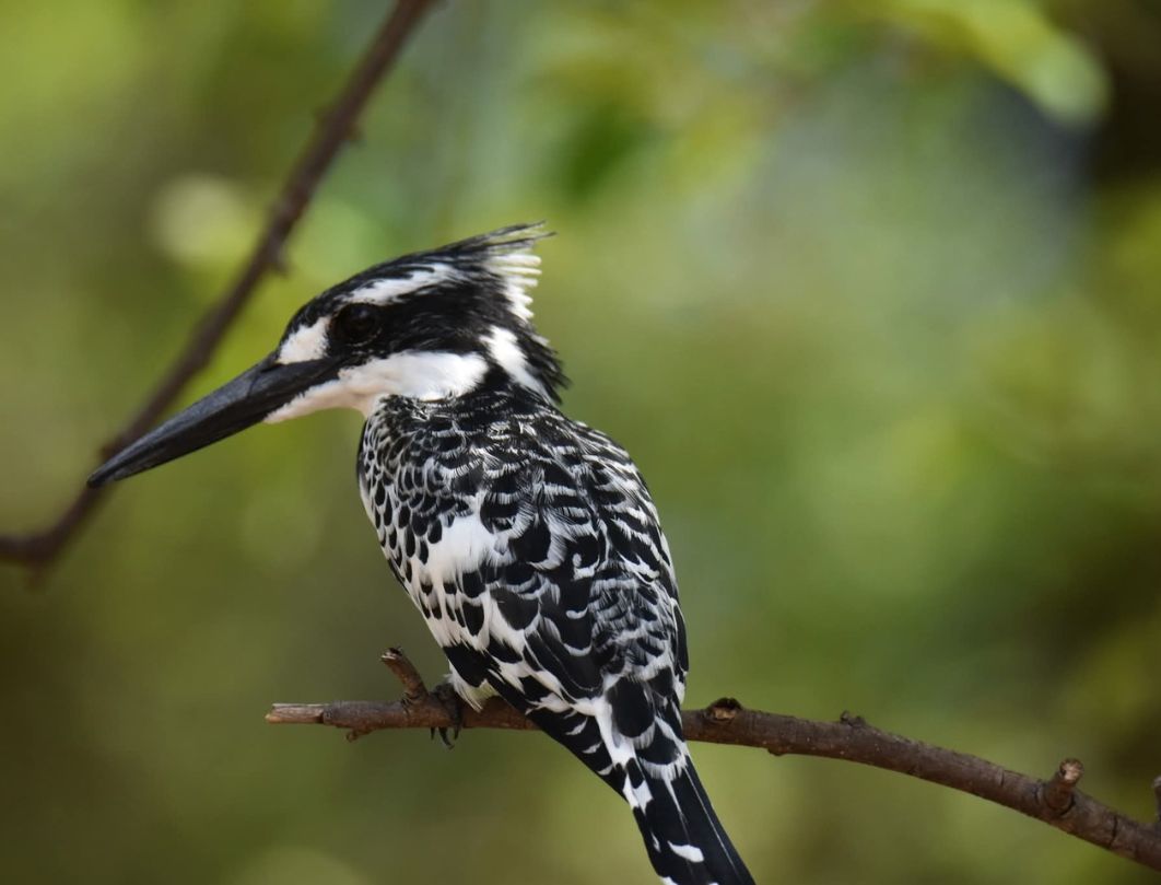 10 Days Exclusive Kenya Birding Safari