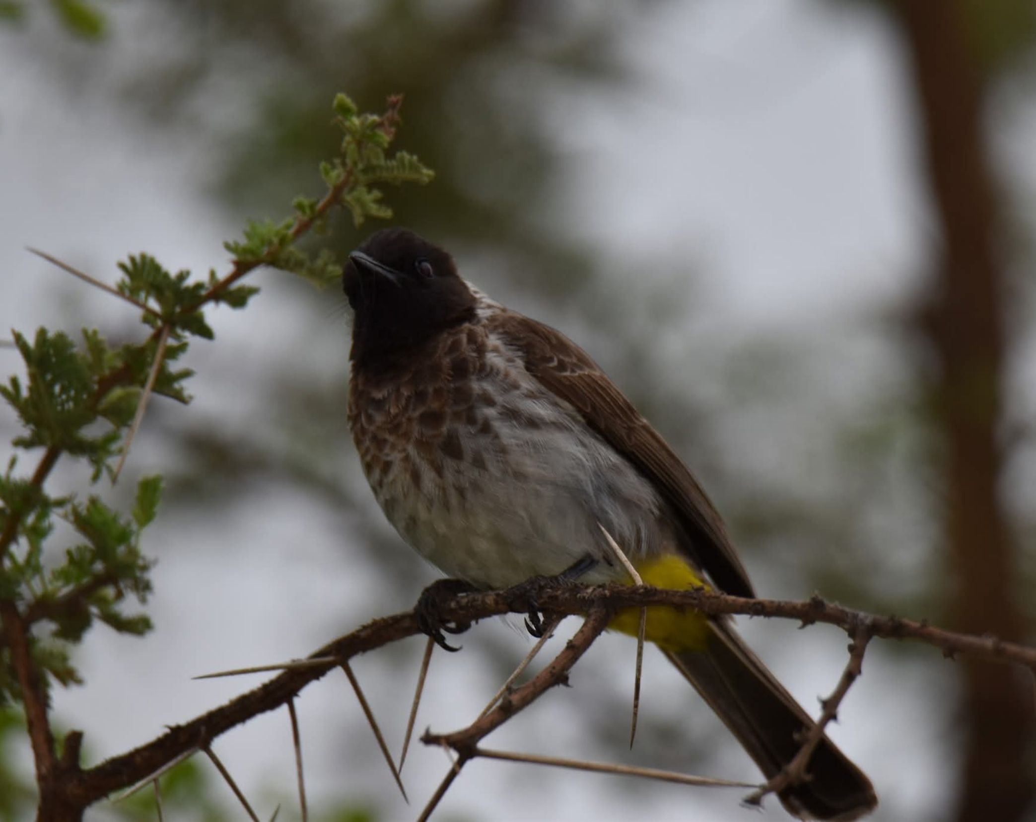 10 Days Exclusive Kenya Birding Safari