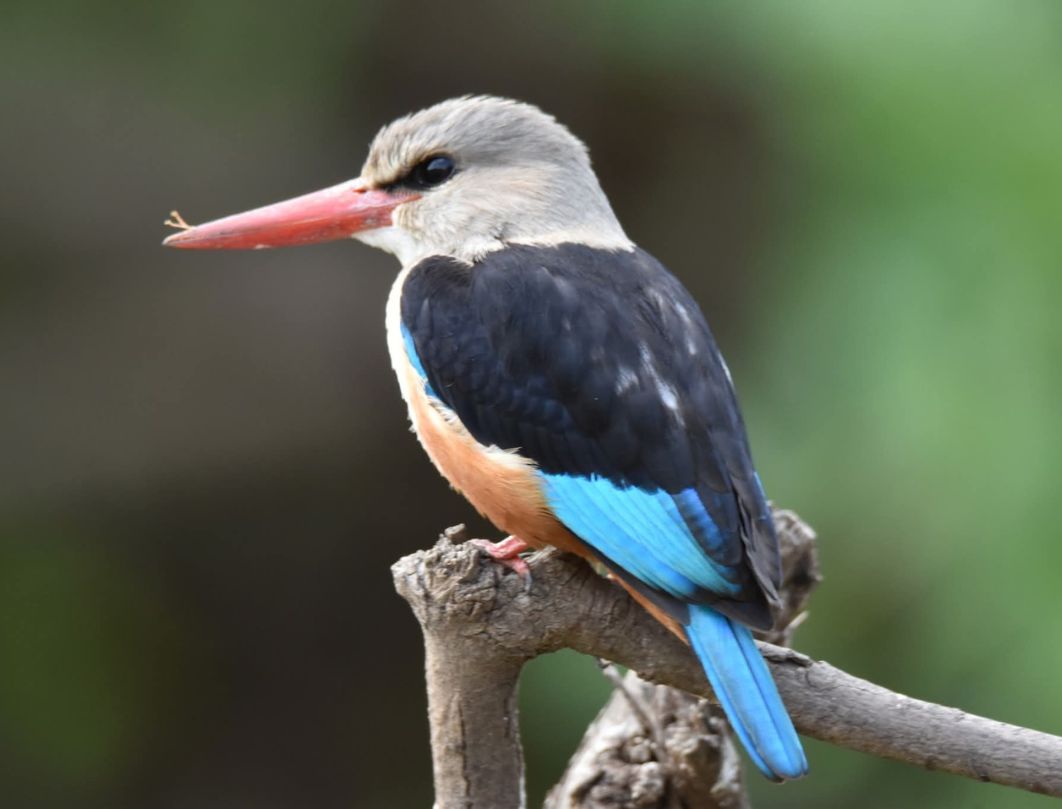 10 Days Exclusive Kenya Birding Safari