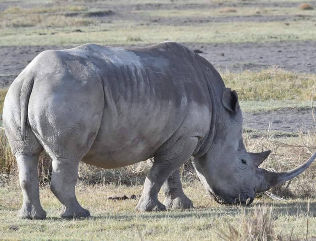 3 Days Footsteps In The Wild Safari