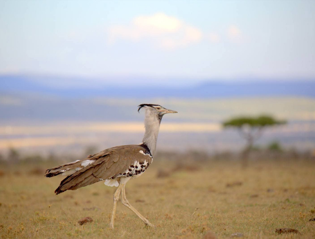 3 Days Footsteps In The Wild Safari