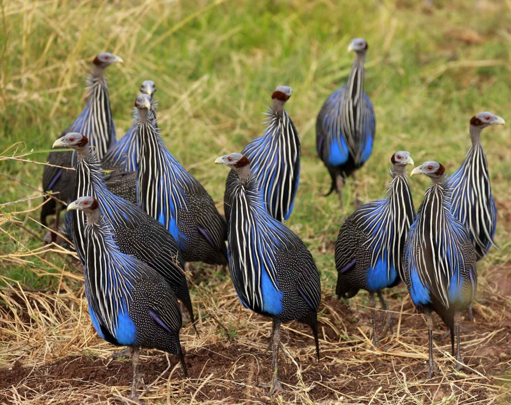 9 Days Kenya Bird Watching Safari