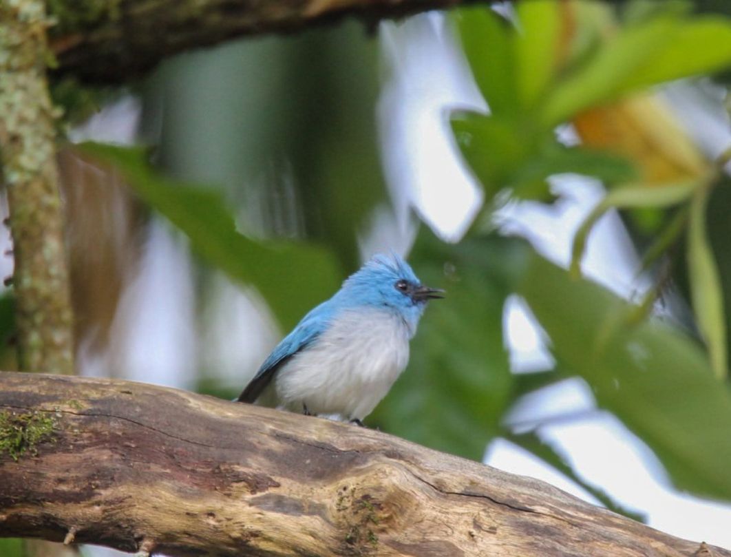 9 Days Kenya Bird Watching Safari