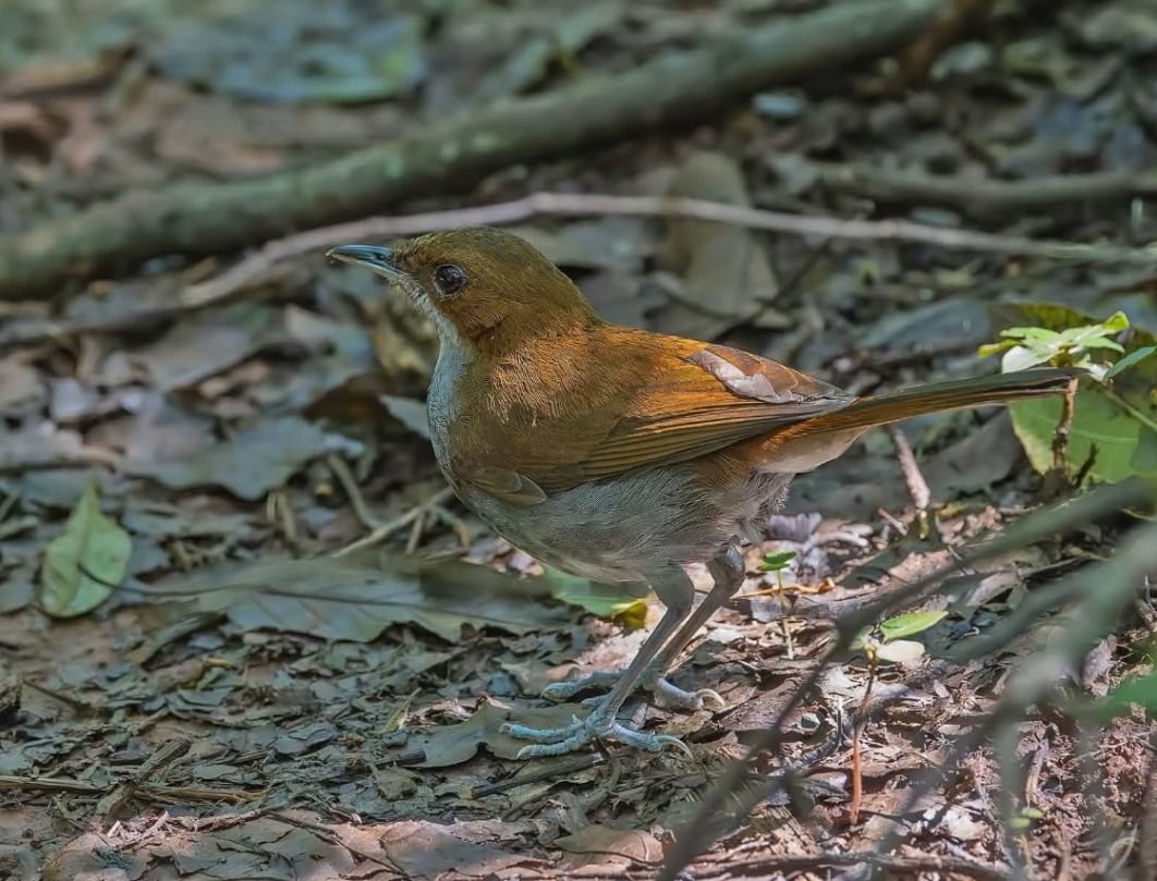 9 Days Kenya Bird Watching Safari