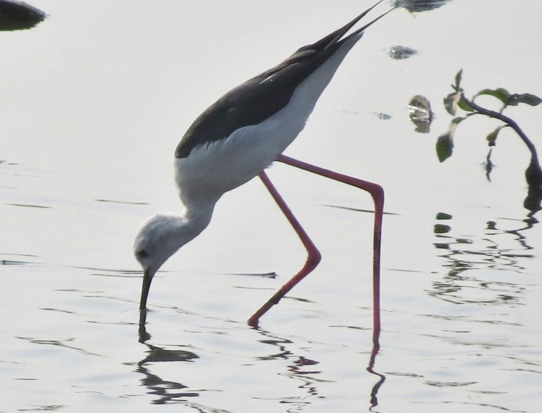 9 Days Kenya Bird Watching Safari