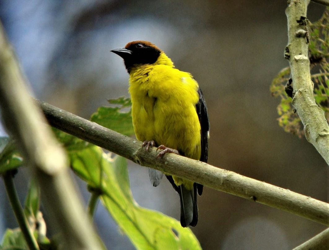 9 Days Kenya Bird Watching Safari