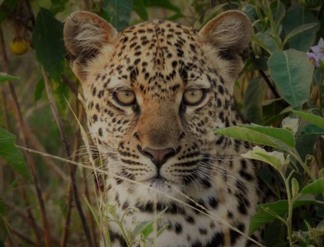 Kenya And Tanzania Combined Safari