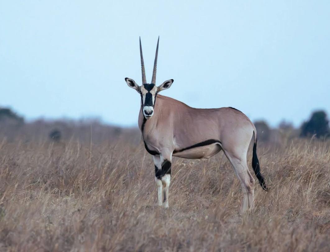 5 Days Walking Safari Laikipia - Samburu