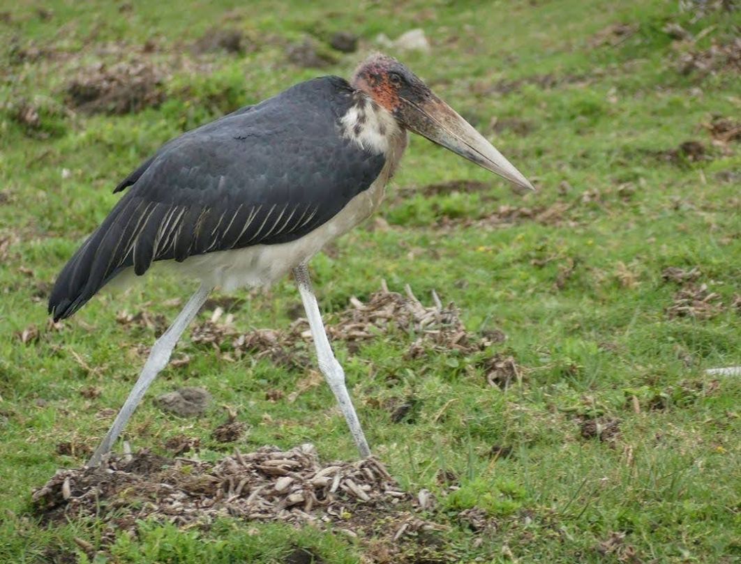 4 Days Lake Naivasha Bird Watching Safari 