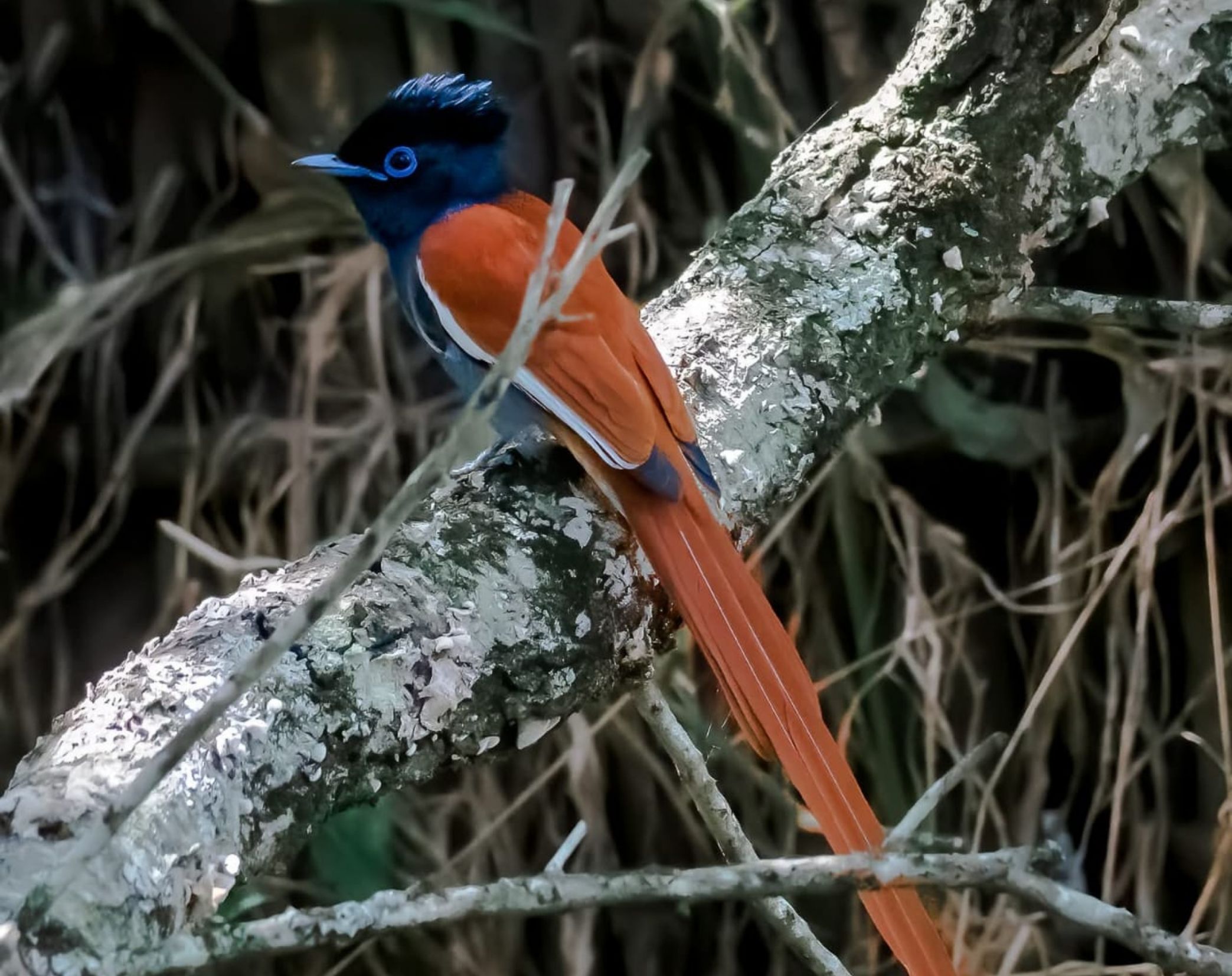 4 Days Maasai Mara Birding Safari 