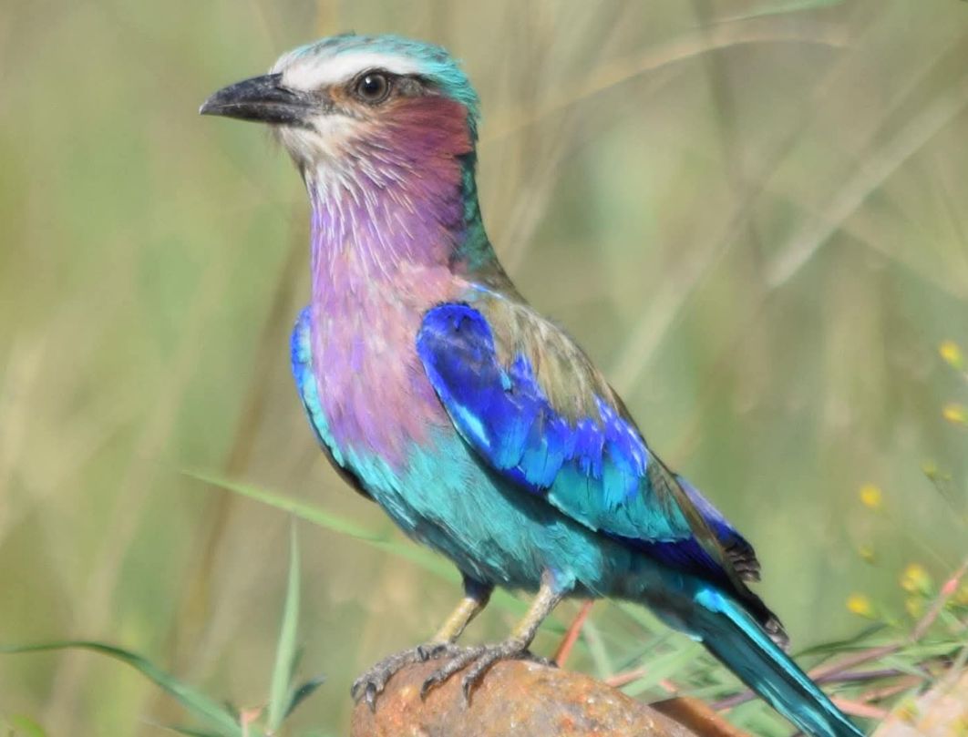 4 Days Maasai Mara Birding Safari 