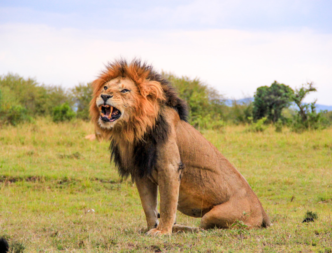 2 Days Maasai Mara Flying Safari