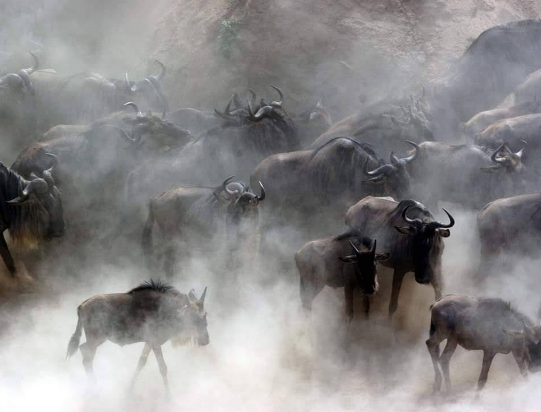 3 Days Mara Naboisho Walking Safari