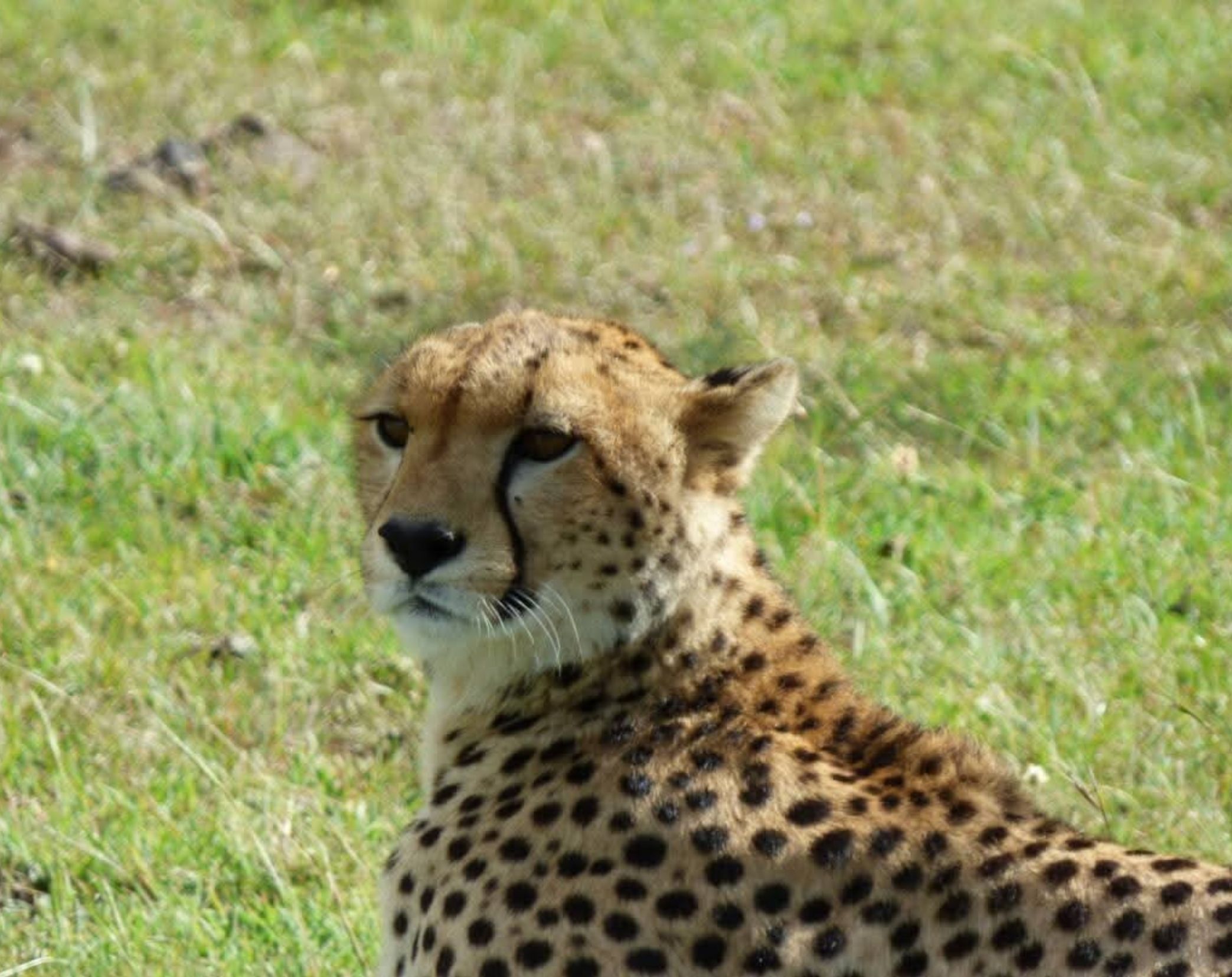 3 Days Mara Naboisho Walking Safari