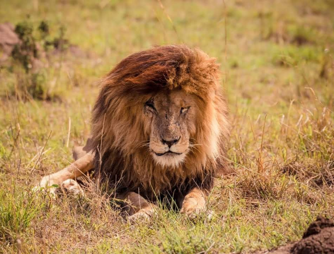 3 Days Maasai Mara Flying Safari