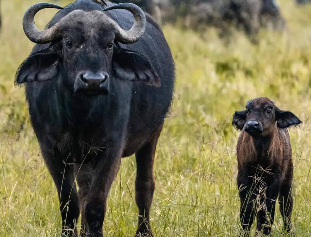 3 Days Maasai Mara Flying Safari