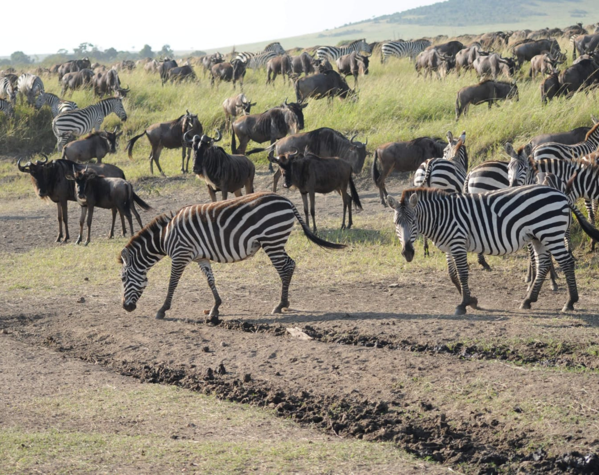 3 Days Maasai Mara Flying Safari
