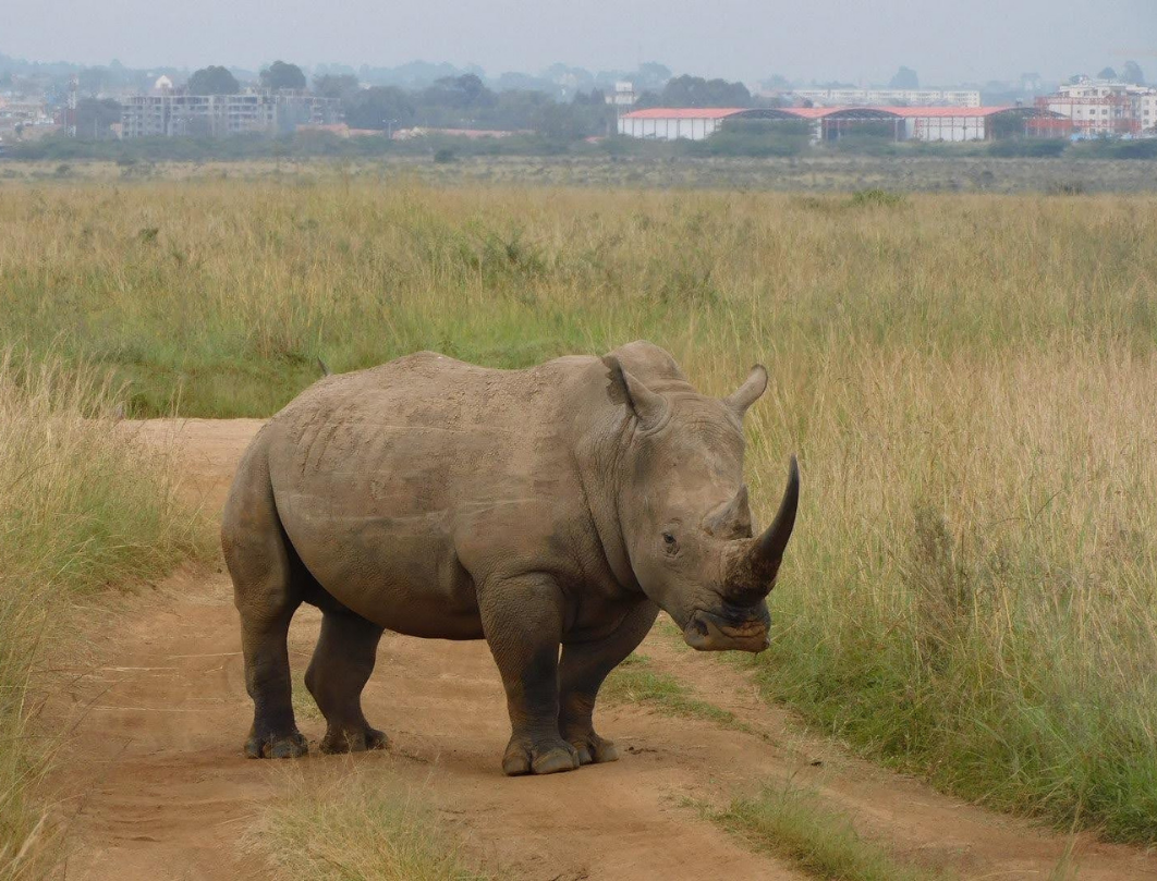 Nairobi City Tour