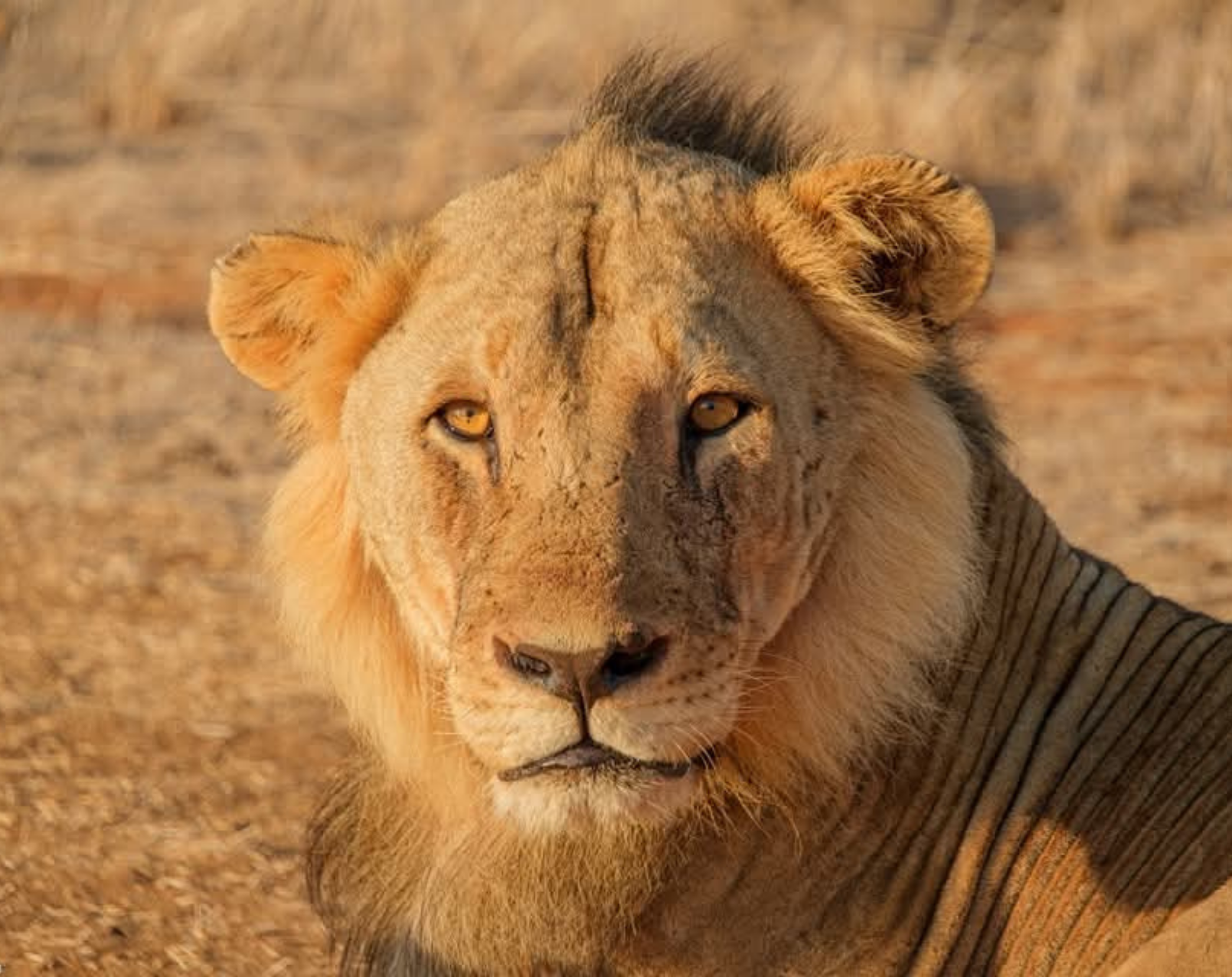 7 Days Amboseli, Lake Naivasha & Maasai Mara Private Safari
