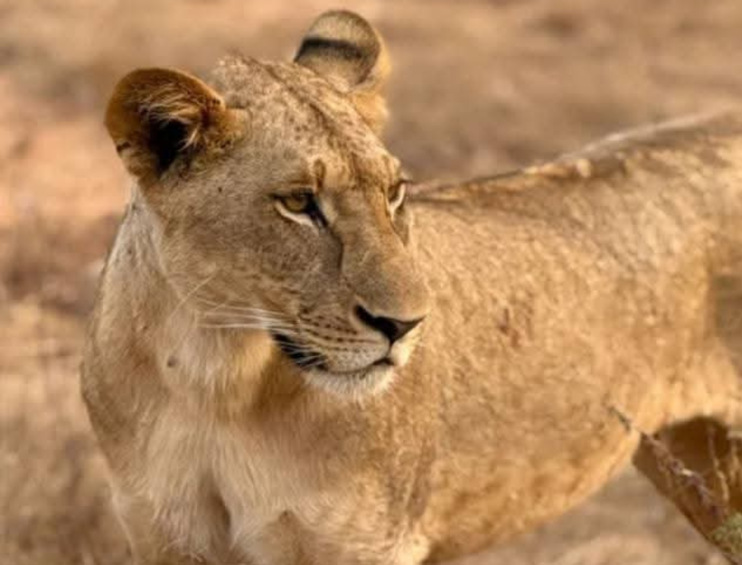 7 Days Amboseli, Lake Naivasha & Maasai Mara Private Safari