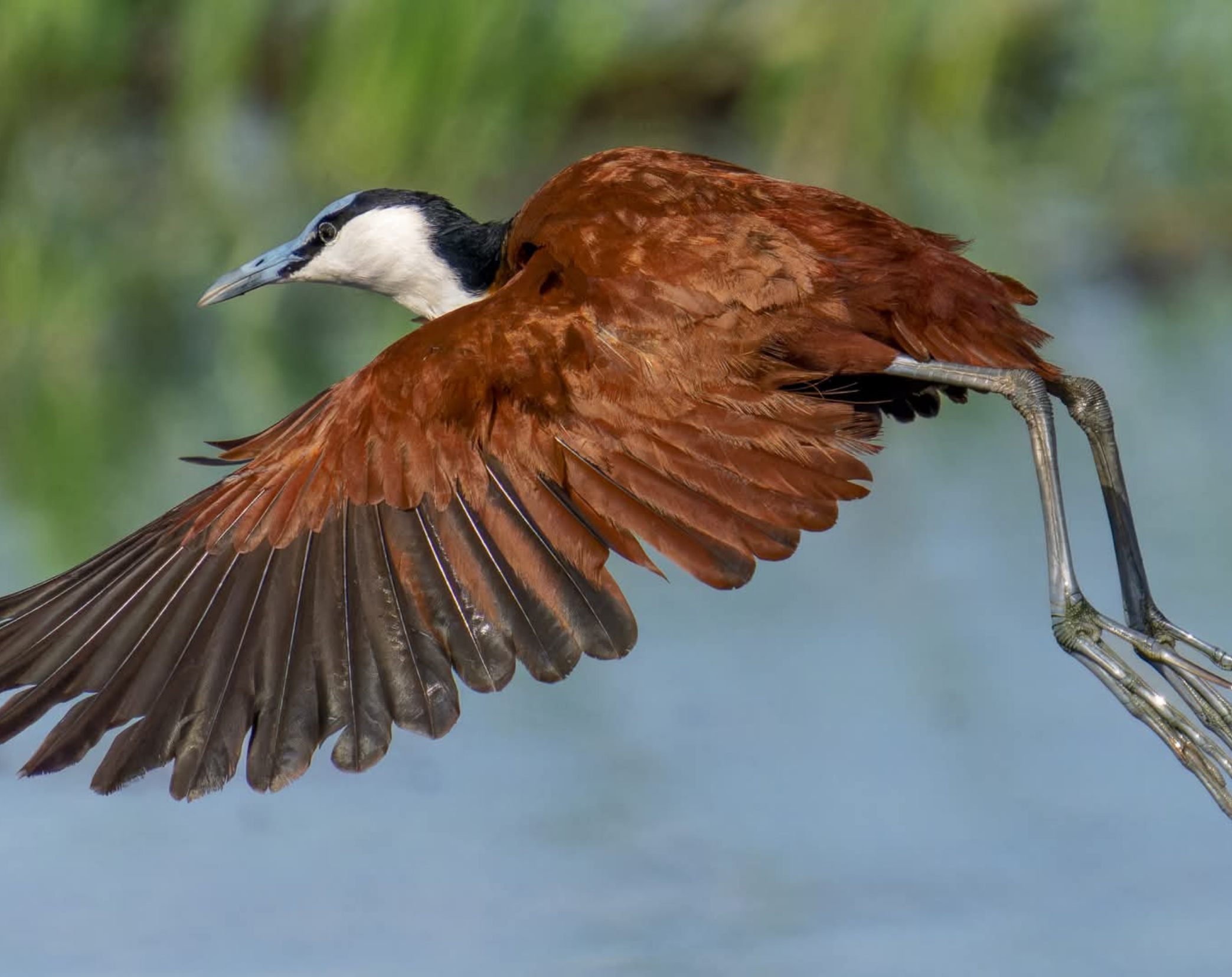 Nairobi Birdwatching Safari 
