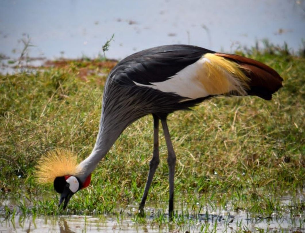 Nairobi Birdwatching Safari 