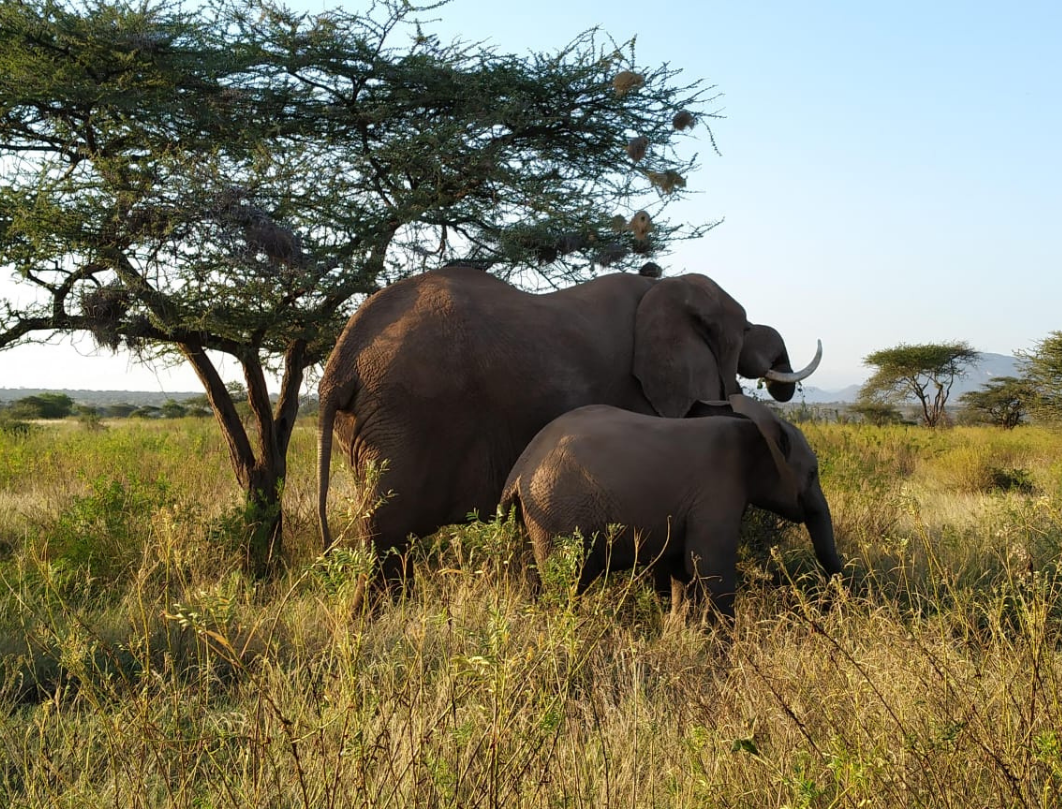 3 Days Romantic Samburu Honeymoon Safari