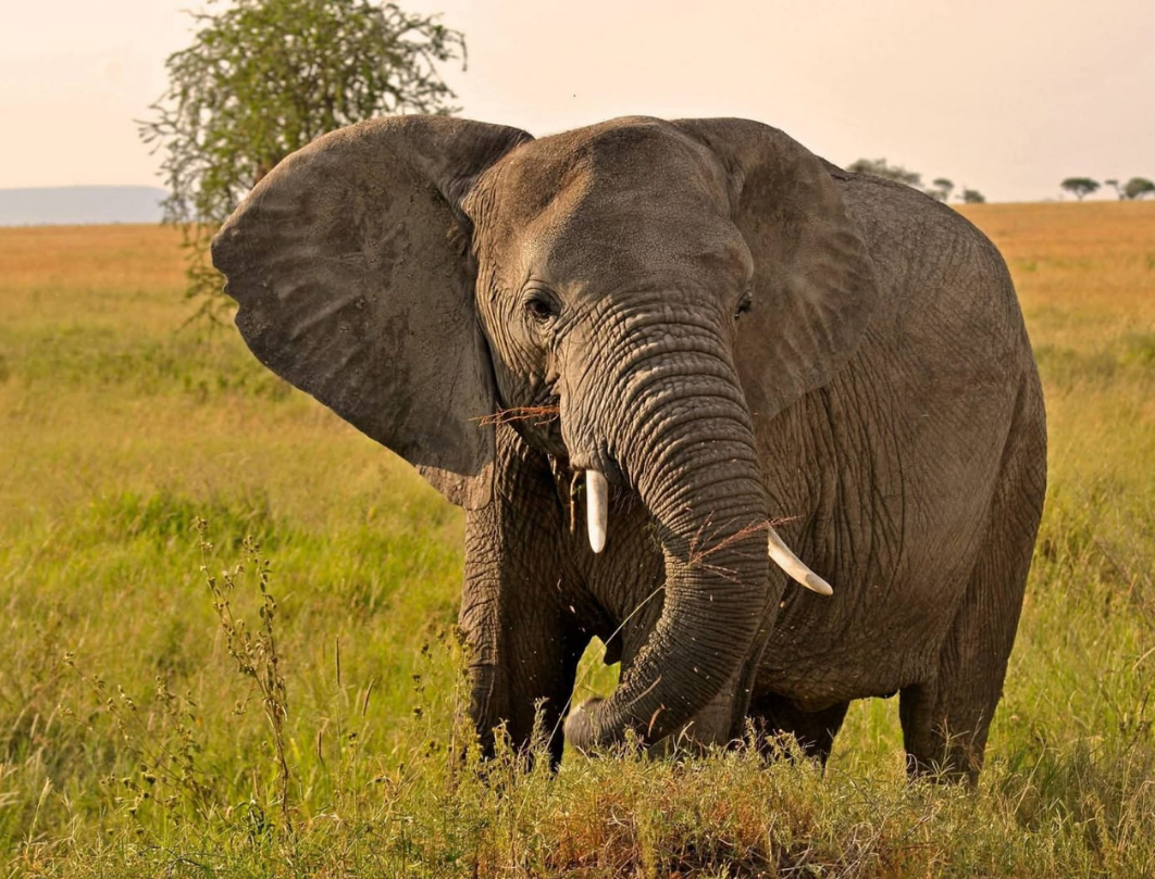 Destination Tanzania