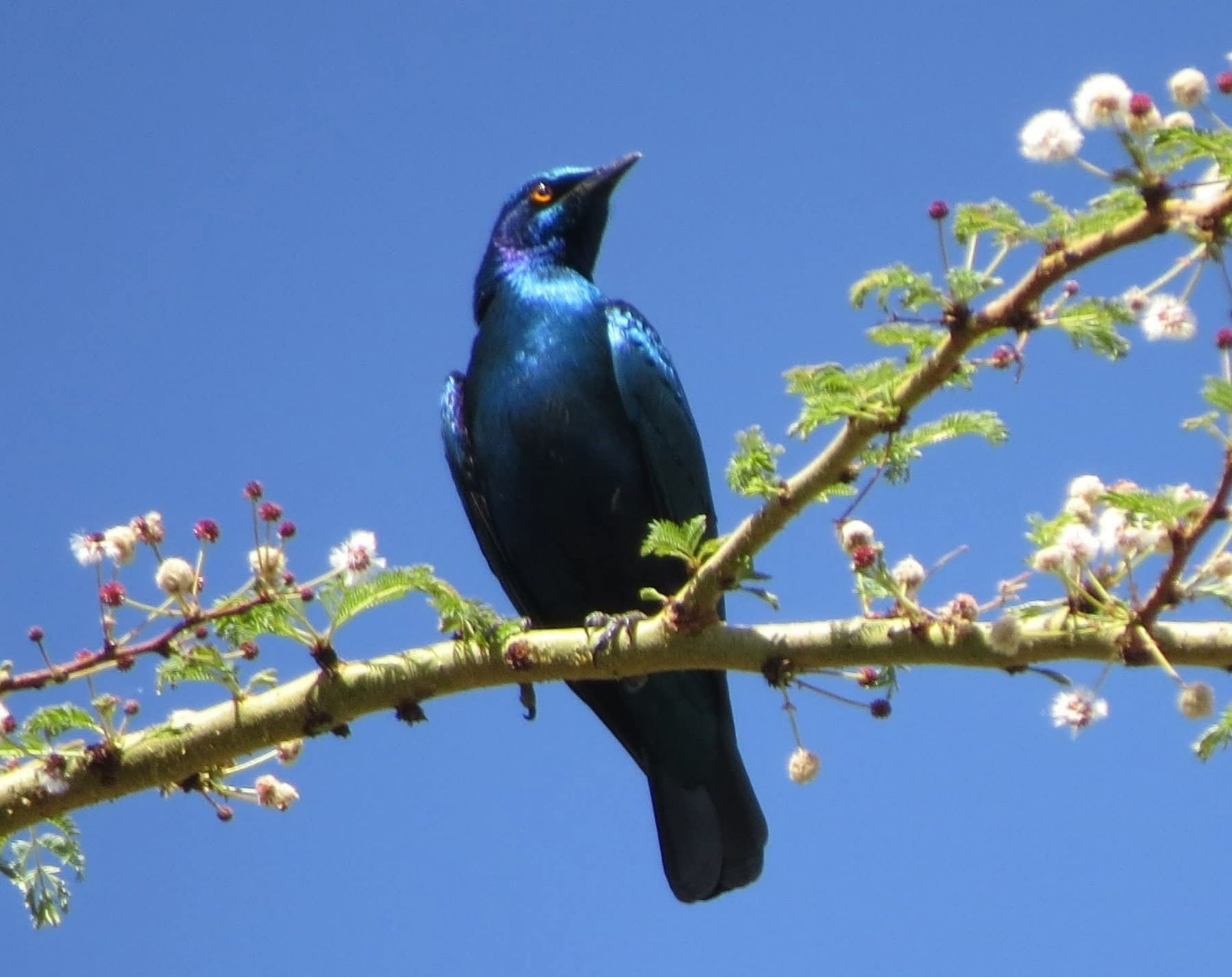 7 Days Western Kenya Bird Watching Safari 
