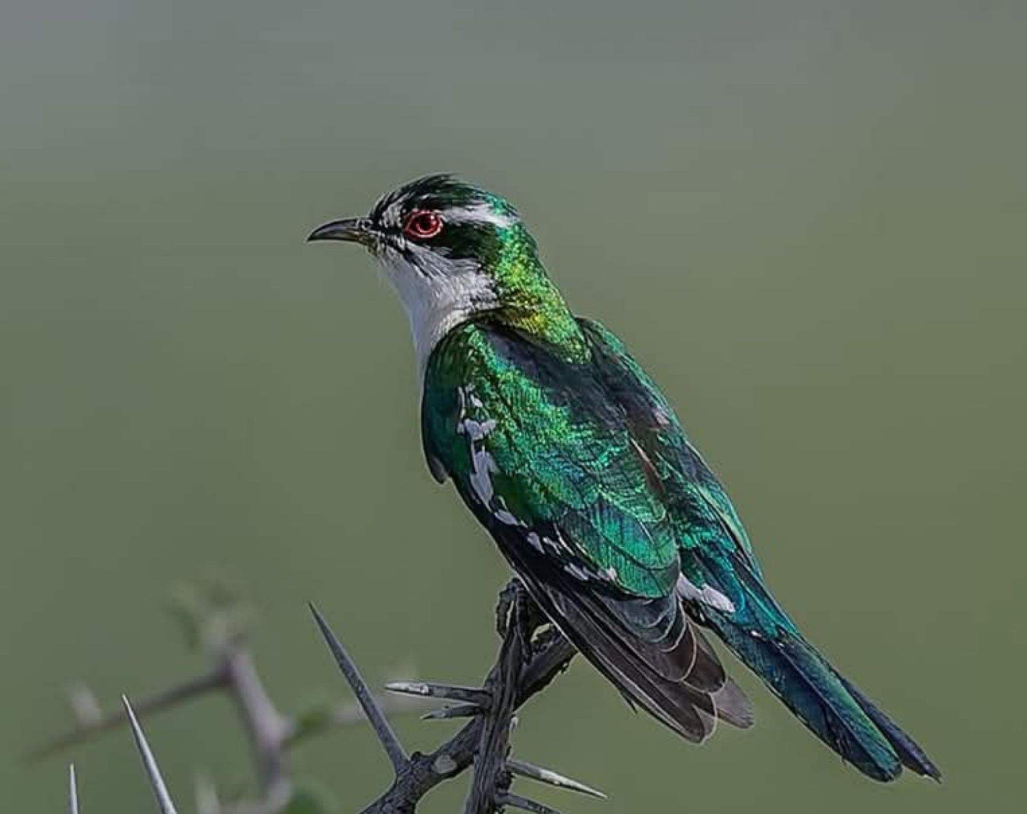 7 Days Western Kenya Bird Watching Safari 