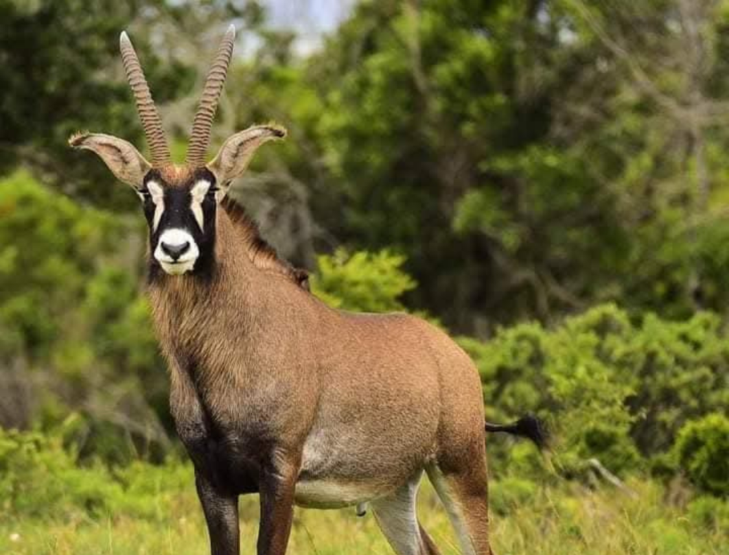 6 Days Walking Safari – Western Kenya Experience