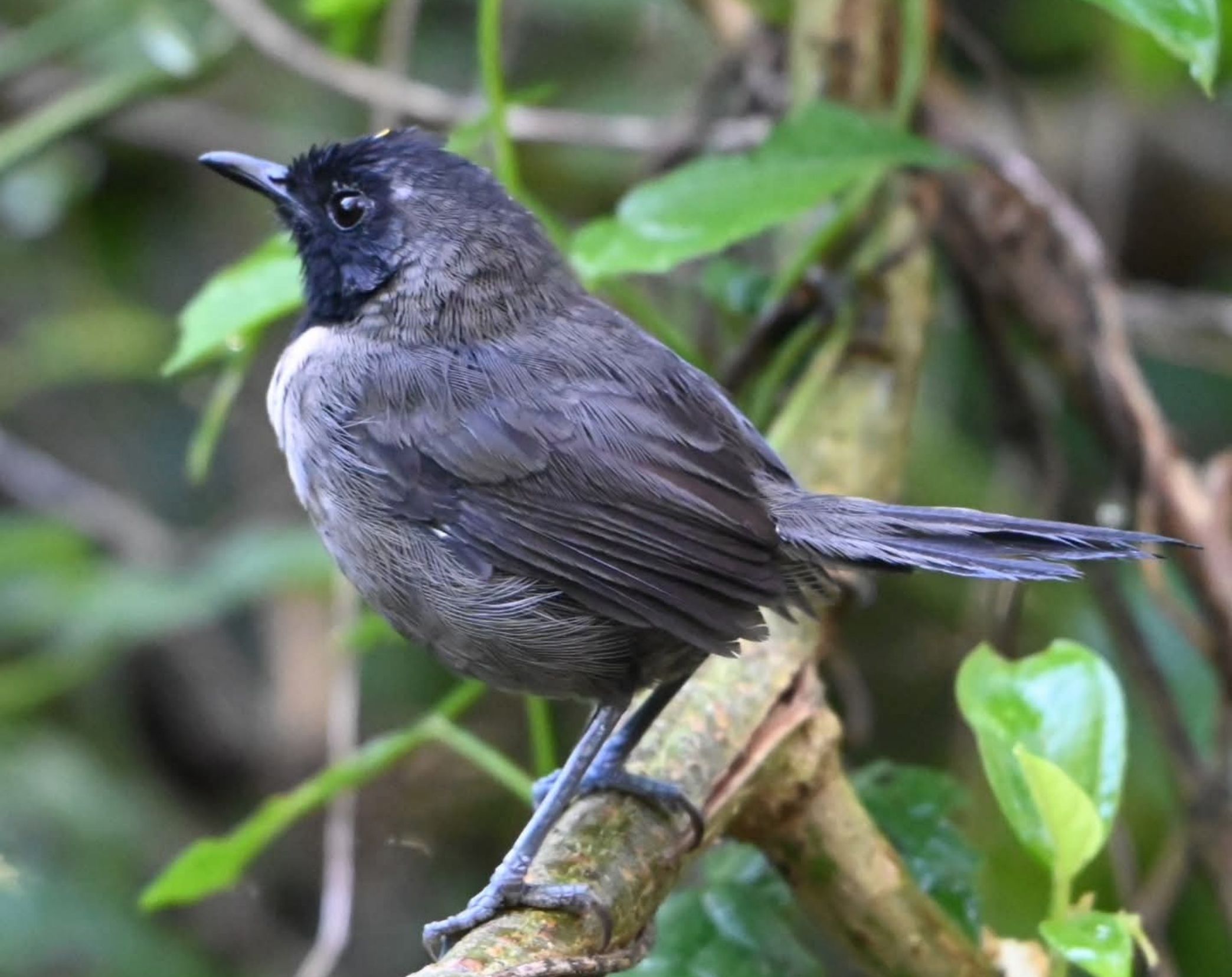 7 Days Western Kenya Bird Watching Safari 
