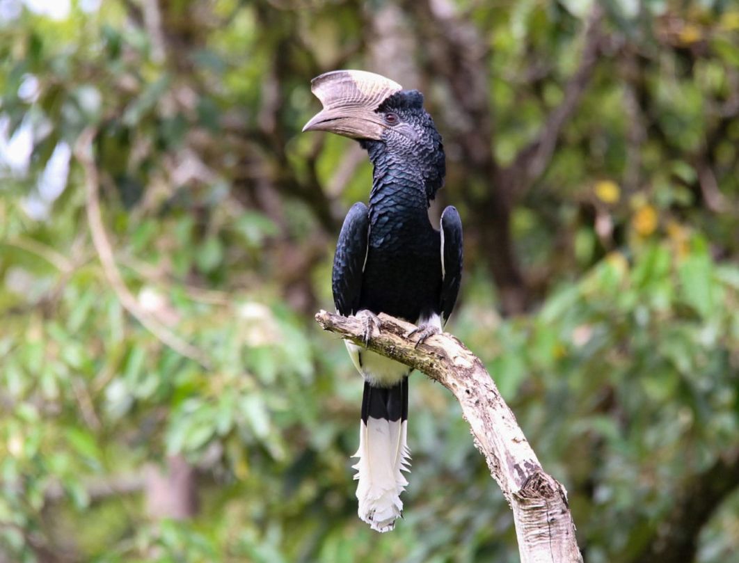7 Days Western Kenya Bird Watching Safari 