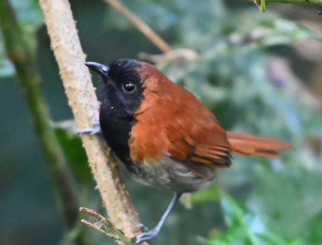 7 Days Western Kenya Bird Watching Safari 