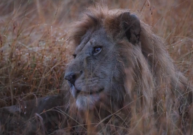 Maasai Mara Budget Safari