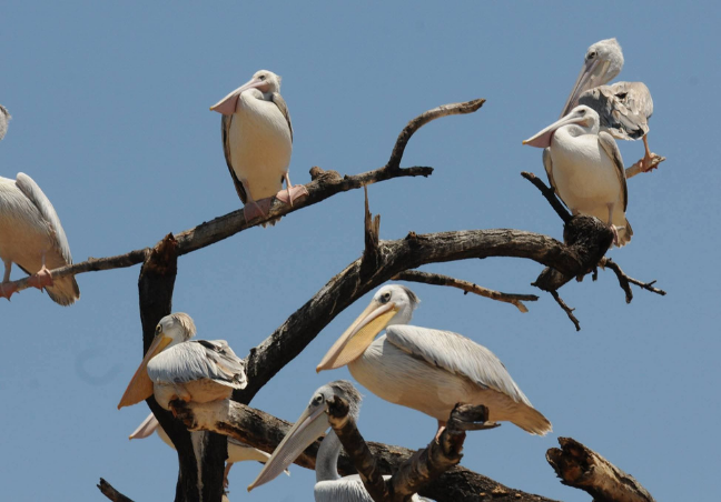 Great Lakes Photography Safari