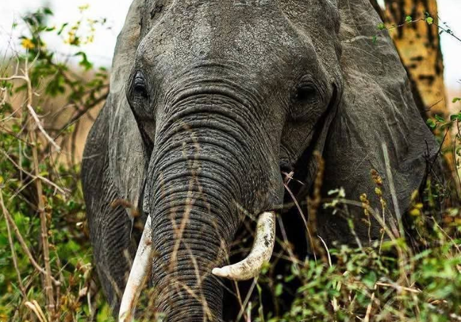 10 Days Tanzania Private Safari