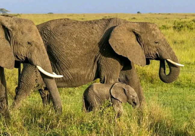 12 Days Tanzania Private  Safari