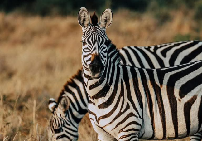 13 Days Tanzania Private  Safari